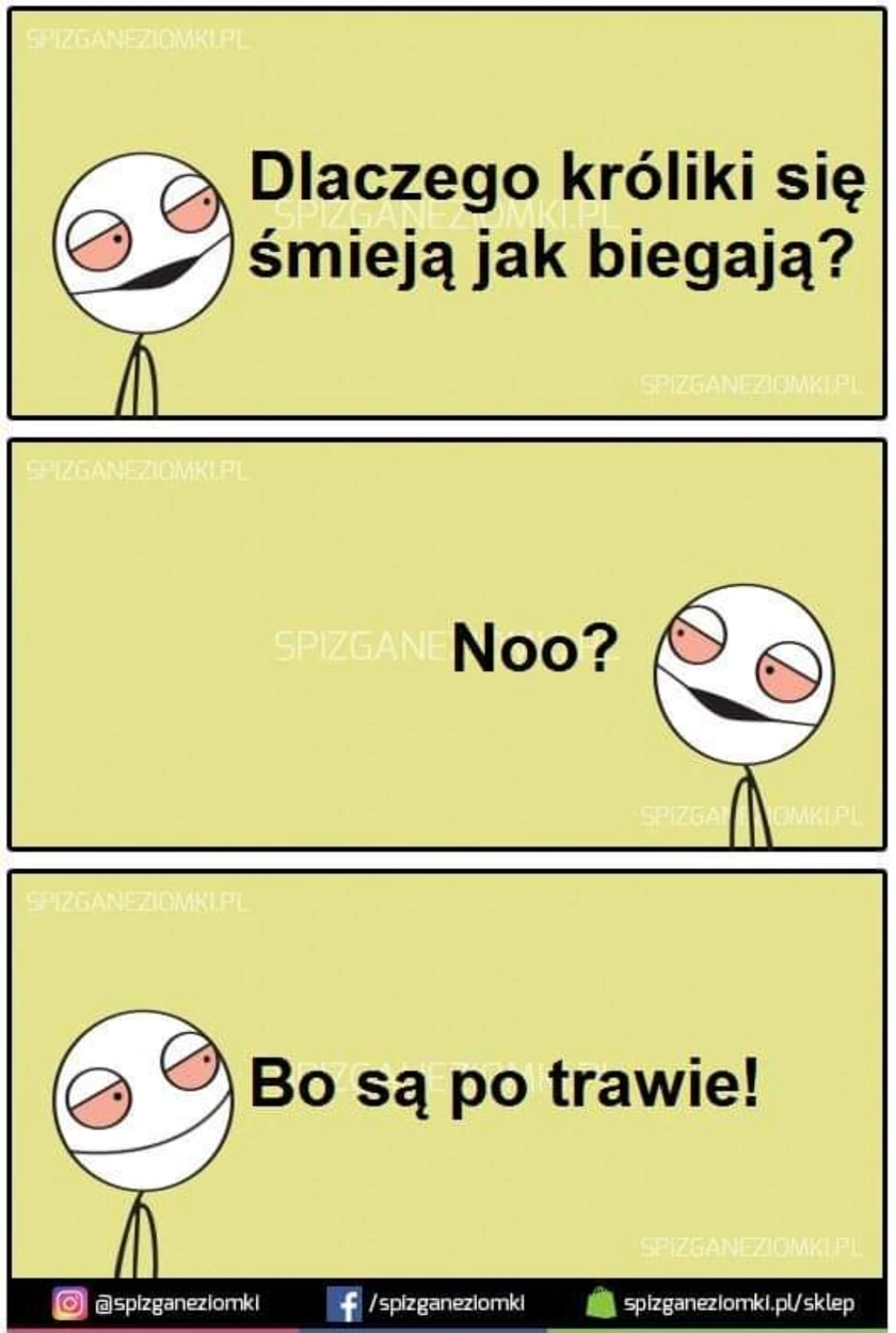 Króliki śmieją się, kiedy biegają, bo są po trawie.
